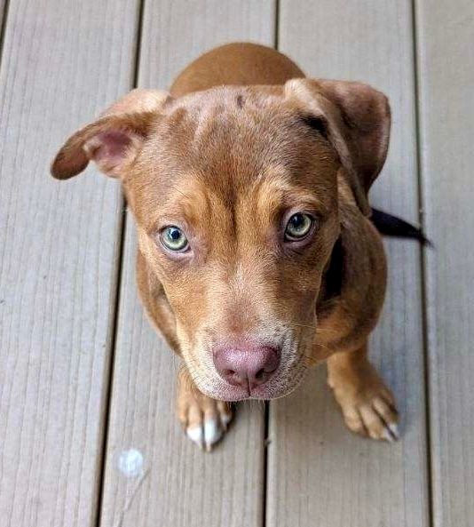 Angel Mistletoe, a Adopted mixed breed in Lake Mary, FL image 3/4
