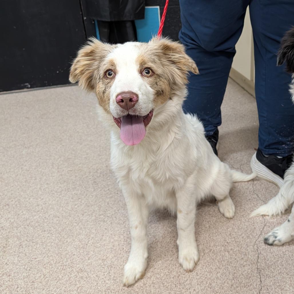 Murray, Adoptable, Young Male Australian Shepherd & Mixed Breed.