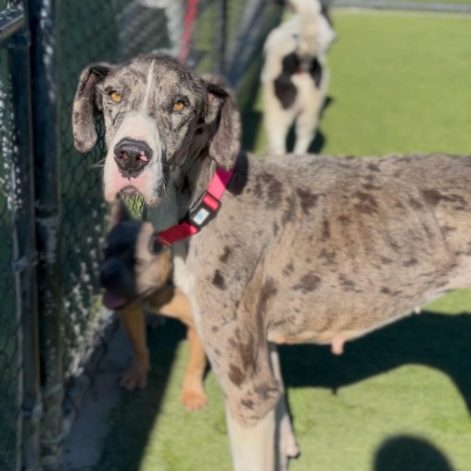Kitty CA, Adoptable, Adult Female Great Dane.