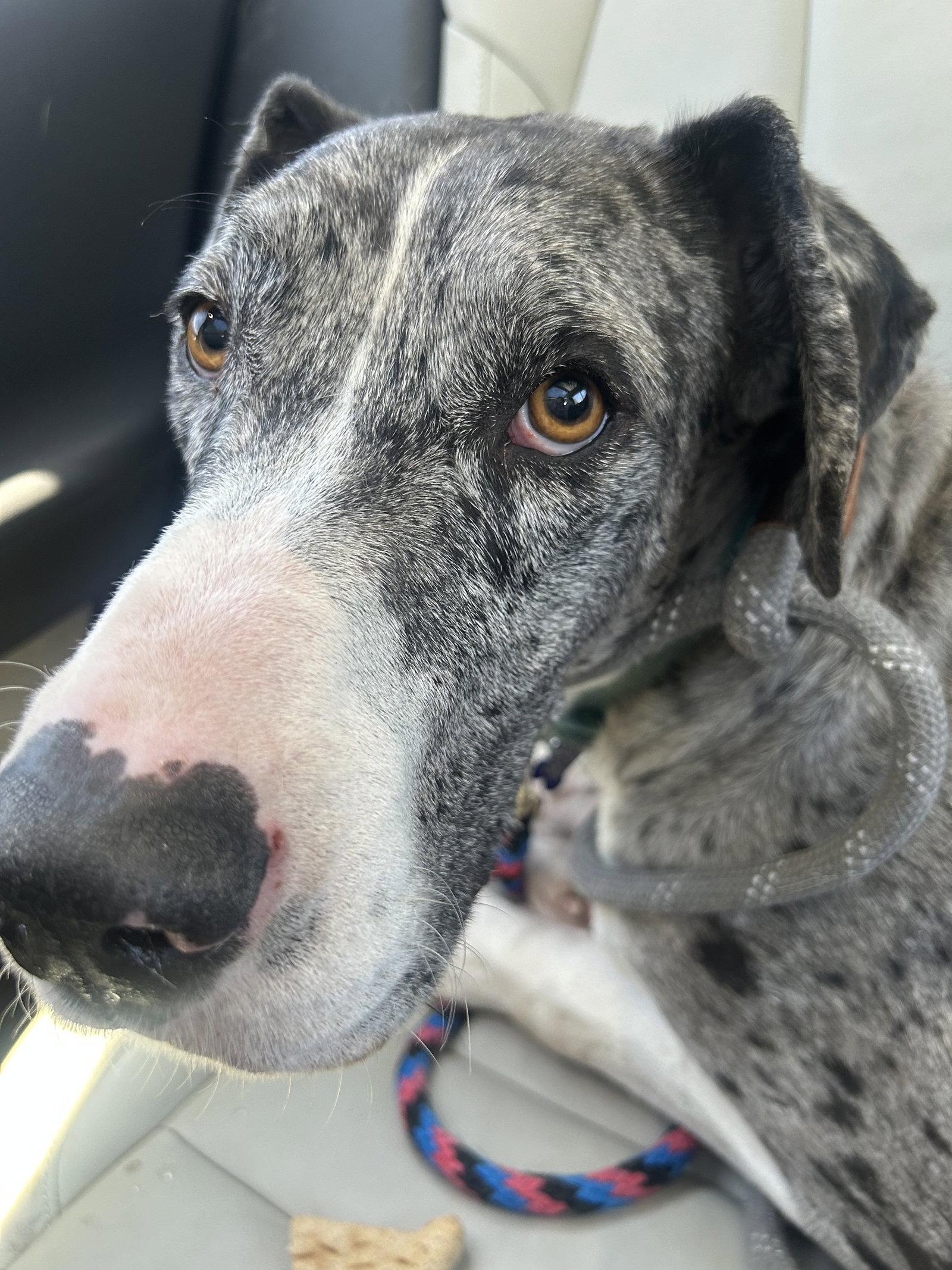 Enlarge Kitty CA, a Adoptable Great Dane in Hillside, IL image 2/3