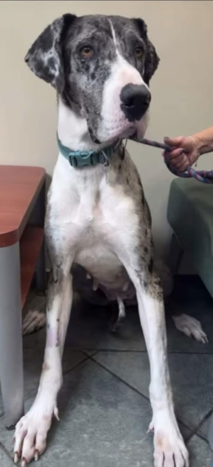 Enlarge Kitty CA, a Adoptable Great Dane in Hillside, IL image 3/3