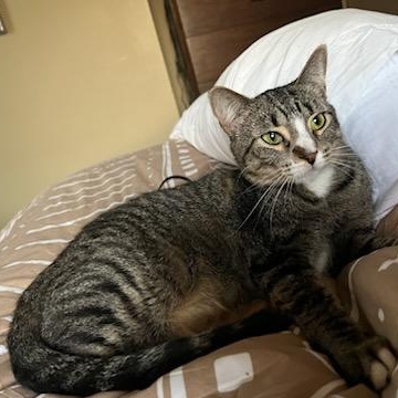 Enlarge Patience, a ADOPTABLE Domestic Short Hair in Royal Oak, MI image 1/6