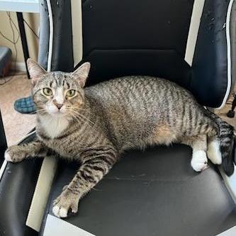 Enlarge Patience, a ADOPTABLE Domestic Short Hair in Royal Oak, MI image 3/6