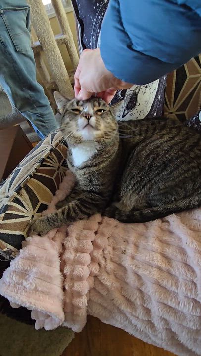 Enlarge Patience, a ADOPTABLE Domestic Short Hair in Royal Oak, MI video 6/6