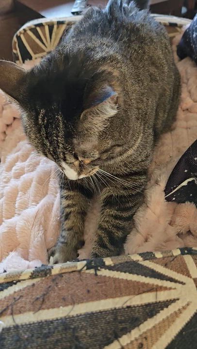 Enlarge Patience, a ADOPTABLE Domestic Short Hair in Royal Oak, MI video 5/6