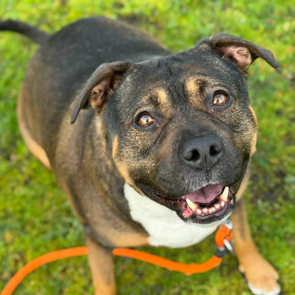 Mamma, Adoptable, Adult Female Pit Bull Terrier & Mixed Breed.