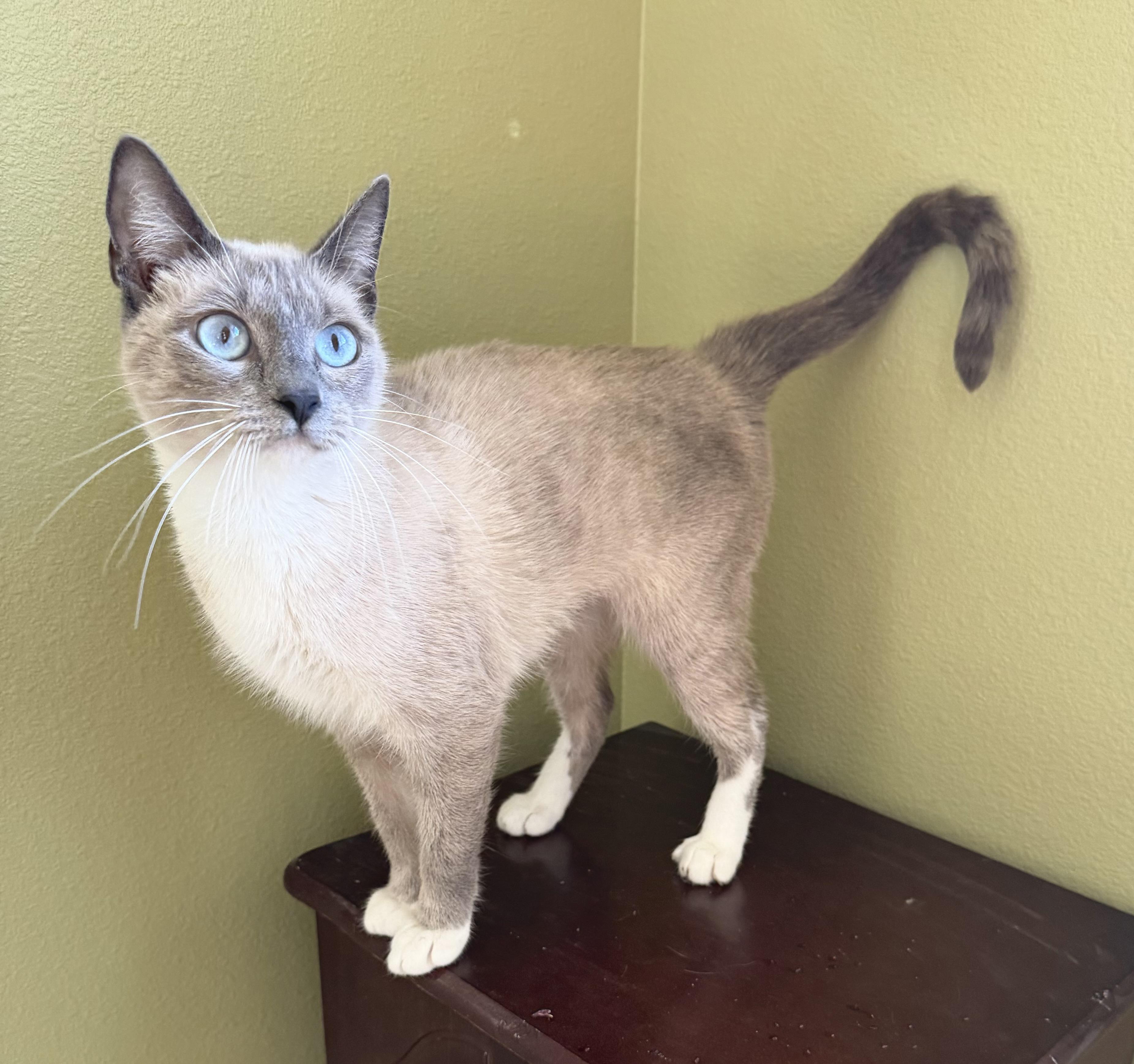 Enlarge Frosty, a ADOPTABLE mixed breed in Lake Monroe, FL image 1/5