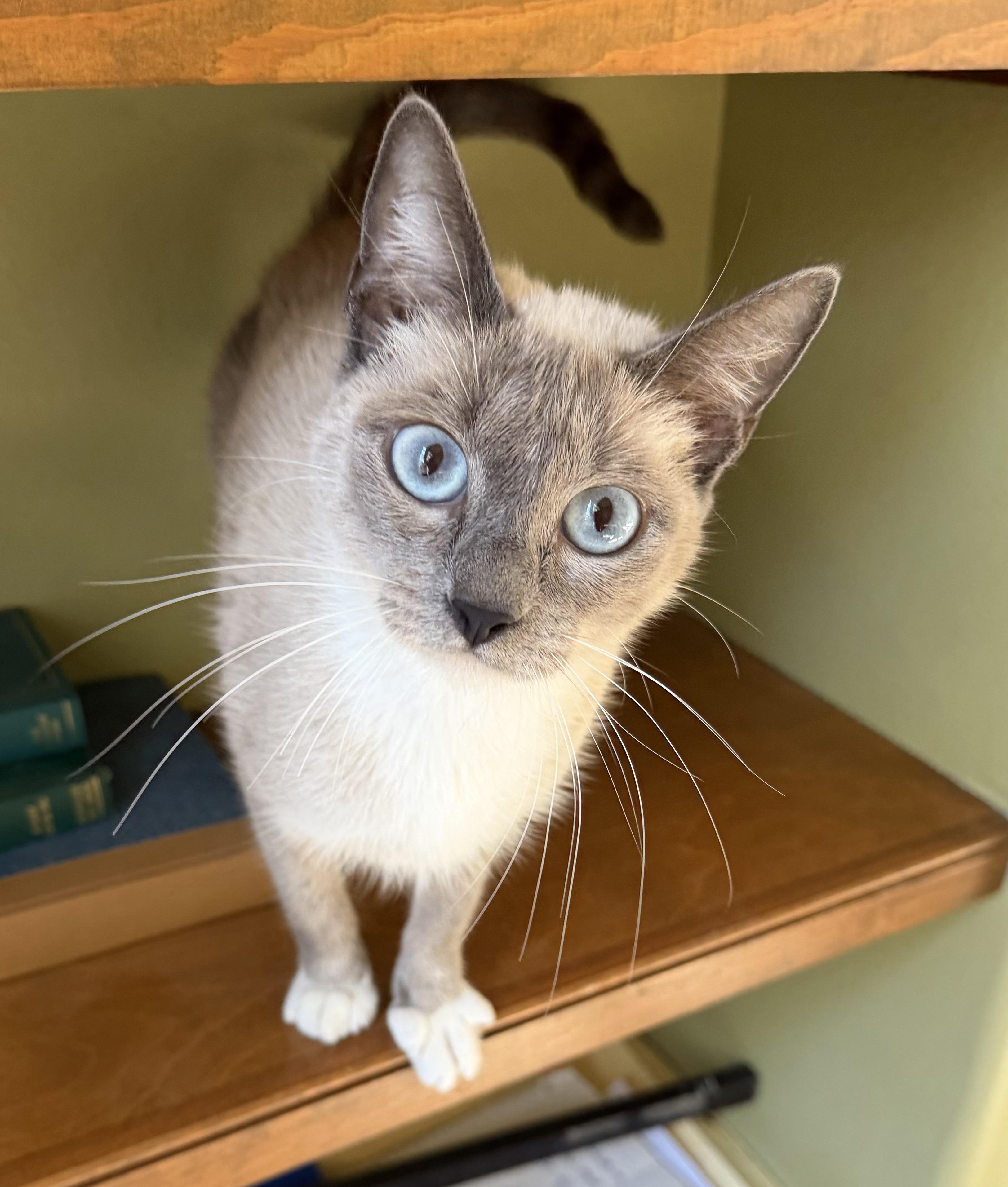 Enlarge Frosty, a ADOPTABLE mixed breed in Lake Monroe, FL image 2/5