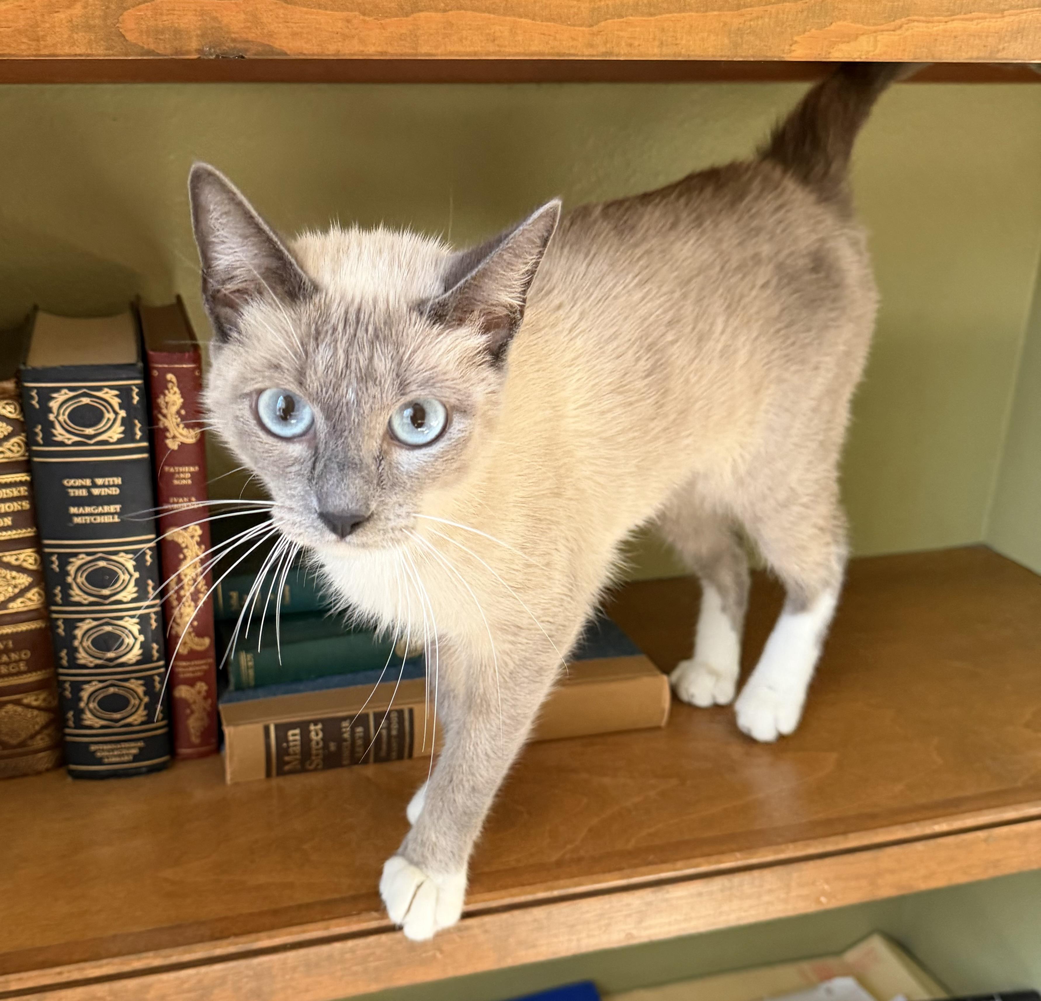 Enlarge Frosty, a ADOPTABLE mixed breed in Lake Monroe, FL image 3/5