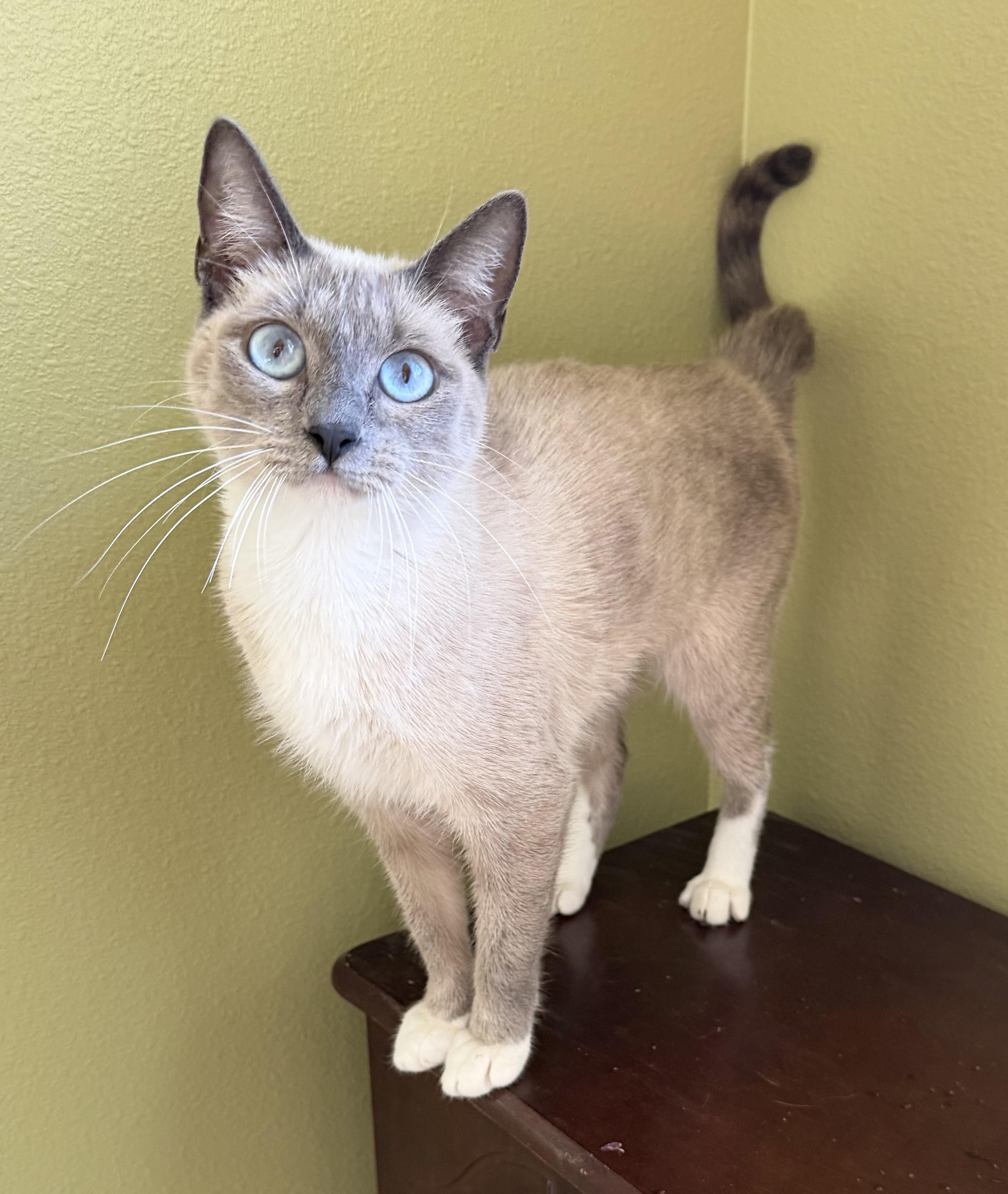 Enlarge Frosty, a ADOPTABLE mixed breed in Lake Monroe, FL image 4/5