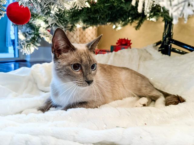 Enlarge Frosty, a ADOPTABLE mixed breed in Lake Monroe, FL image 5/5