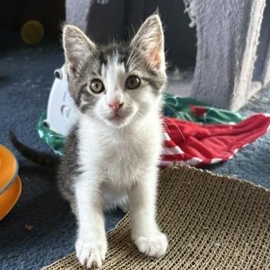 Enlarge FINN, a Adoptable mixed breed in Wilmington, OH image 1/2