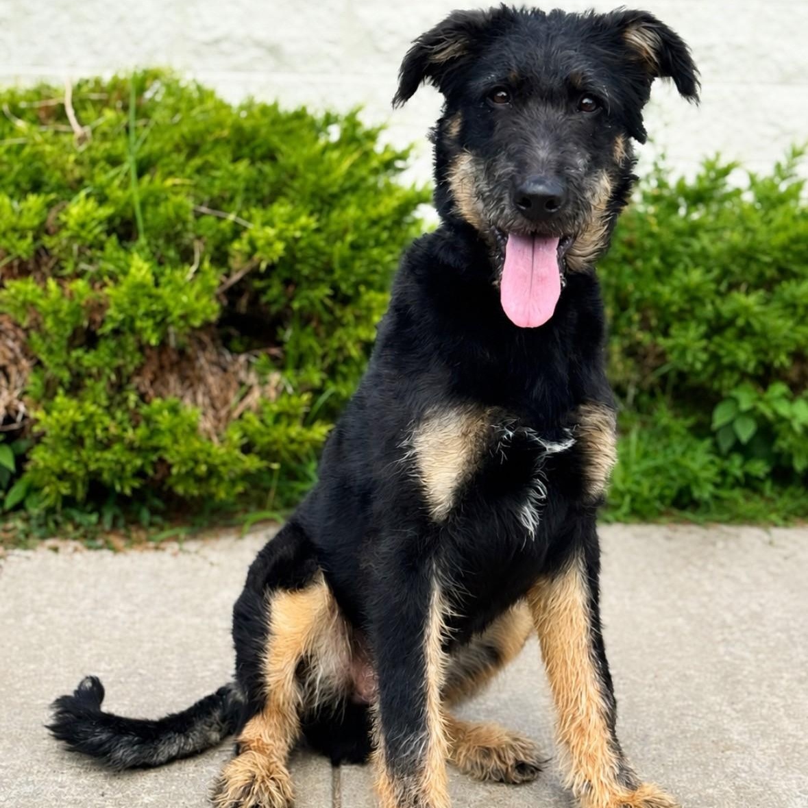 Enlarge Stiles, a Adopted mixed breed in Syosset, NY image 1/1