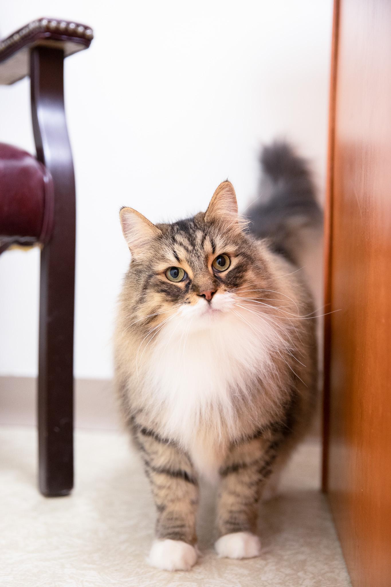 Enlarge Ziggy, an adopted Siberian in Montclair, NJ image 5/6