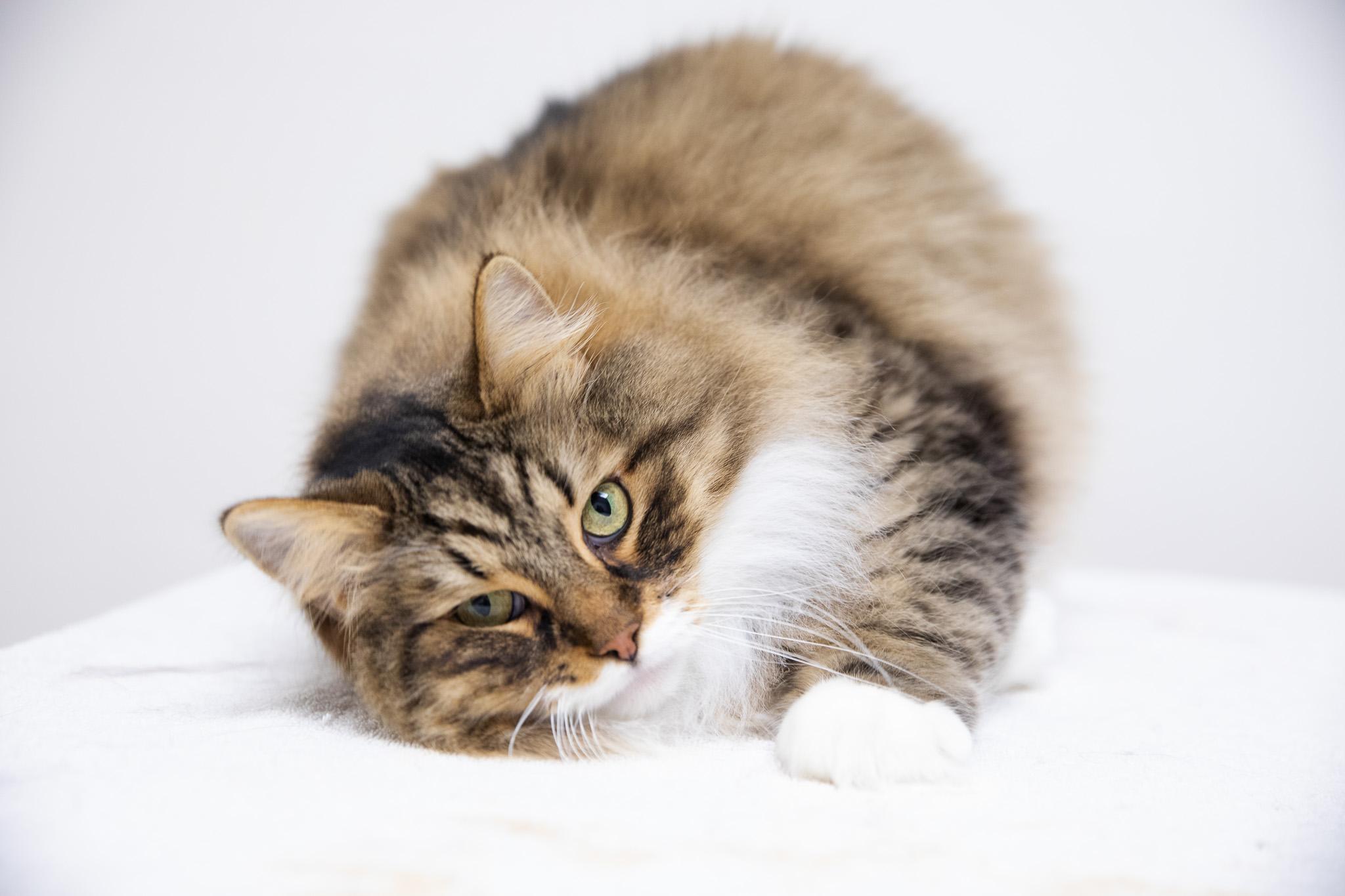 Enlarge Ziggy, an adopted Siberian in Montclair, NJ image 3/6