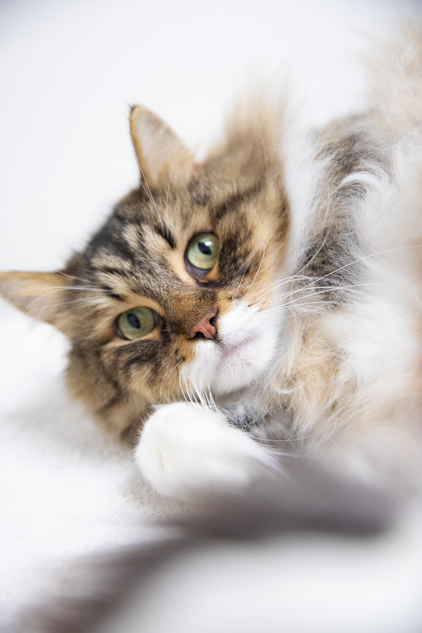 Enlarge Ziggy, an adopted Siberian in Montclair, NJ image 4/6