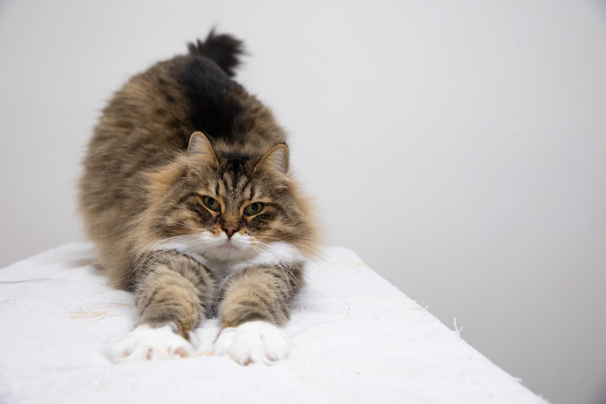 Enlarge Ziggy, an adopted Siberian in Montclair, NJ image 2/6