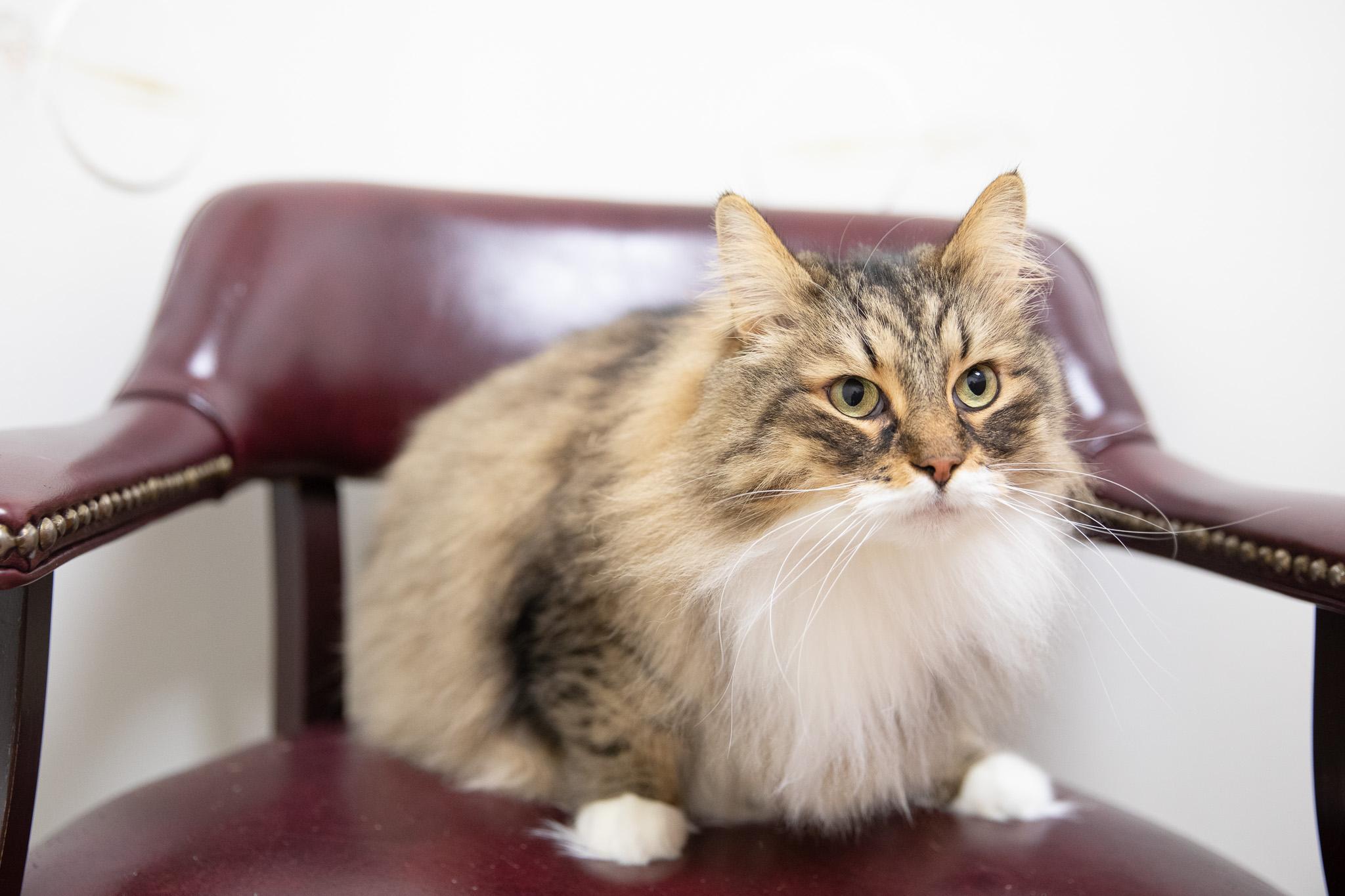 Enlarge Ziggy, an adopted Siberian in Montclair, NJ image 6/6