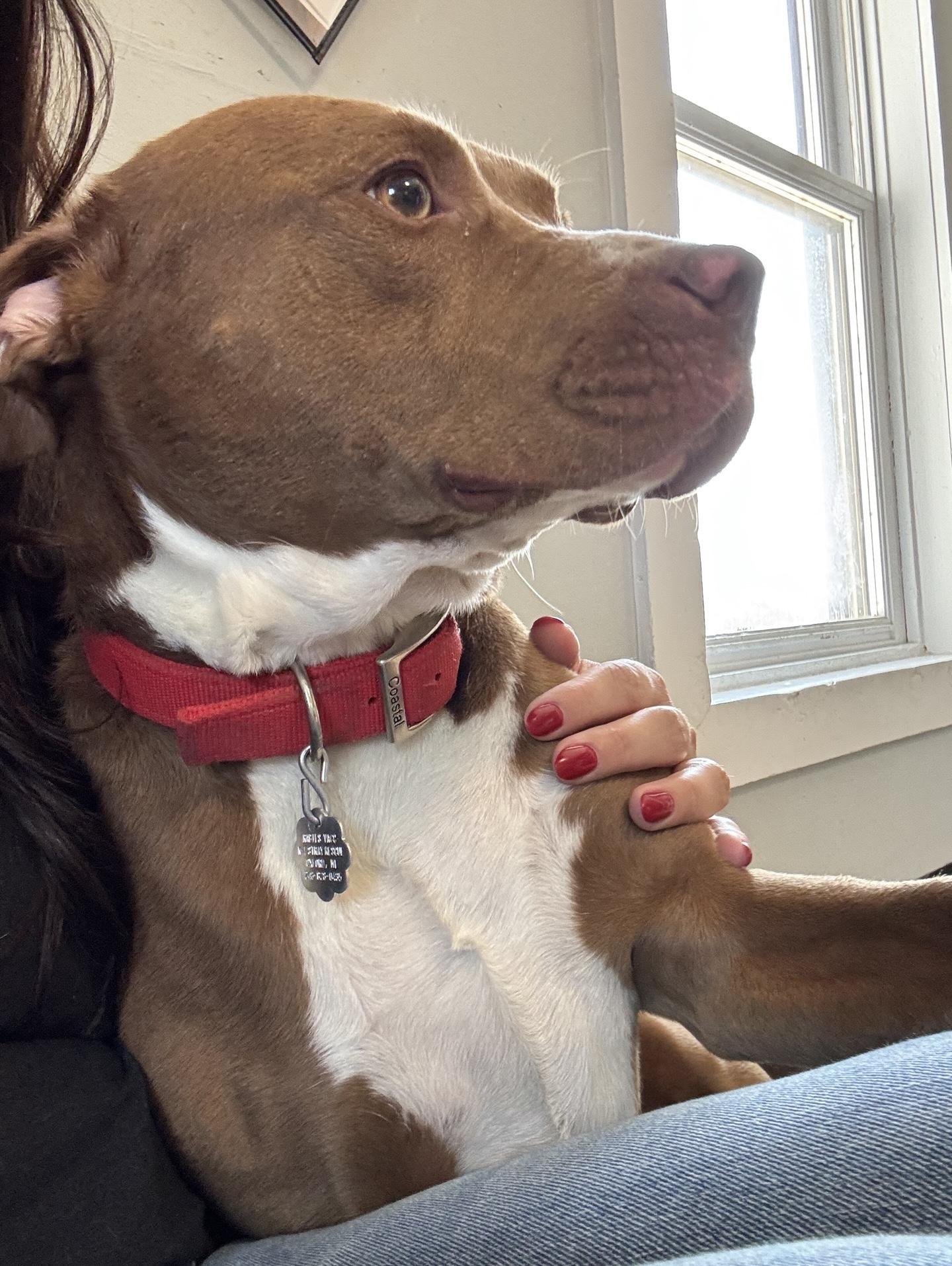 Enlarge Cinnibar, a Adoptable mixed breed in Oxford, MI image 4/6