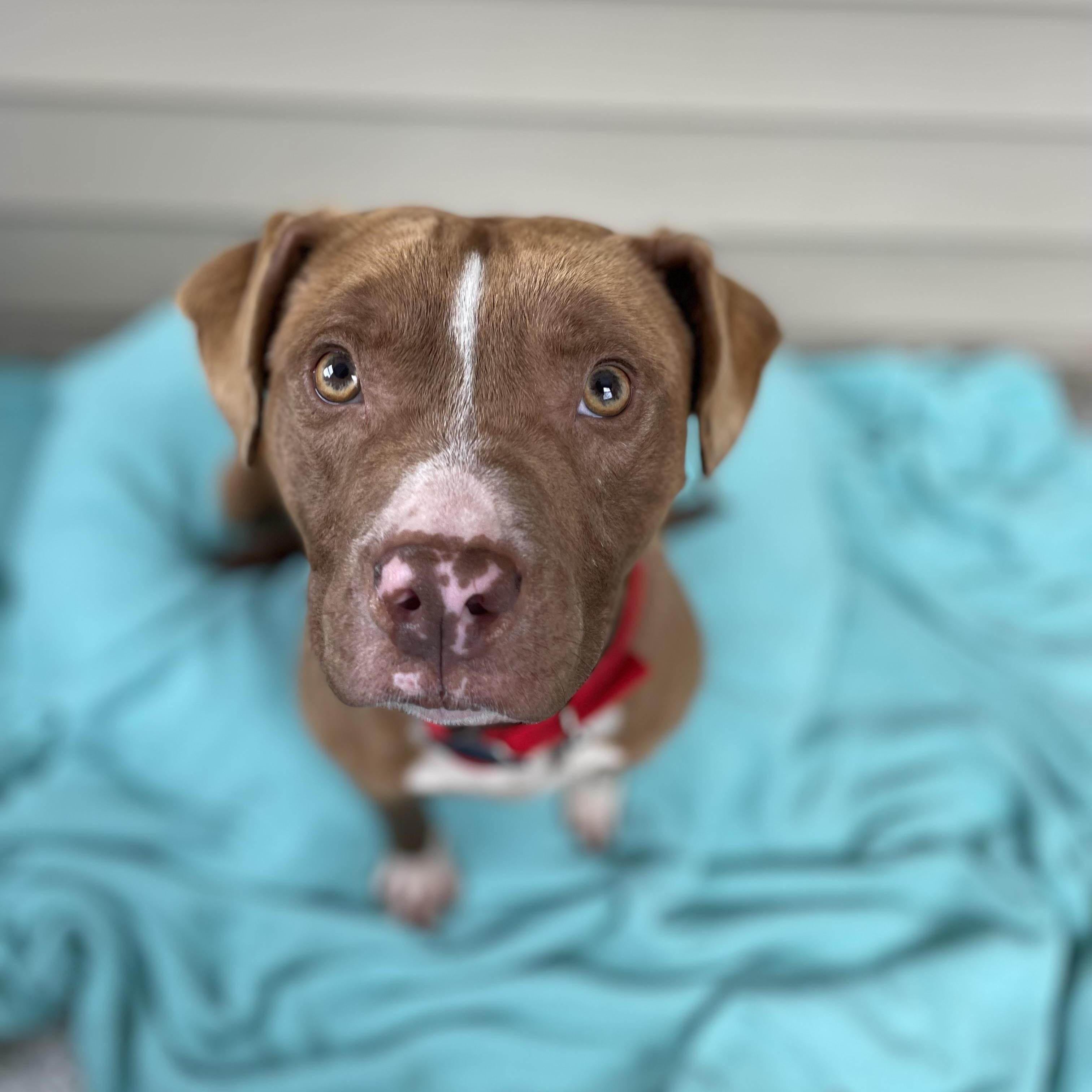 Enlarge Cinnibar, a Adoptable mixed breed in Oxford, MI image 5/6