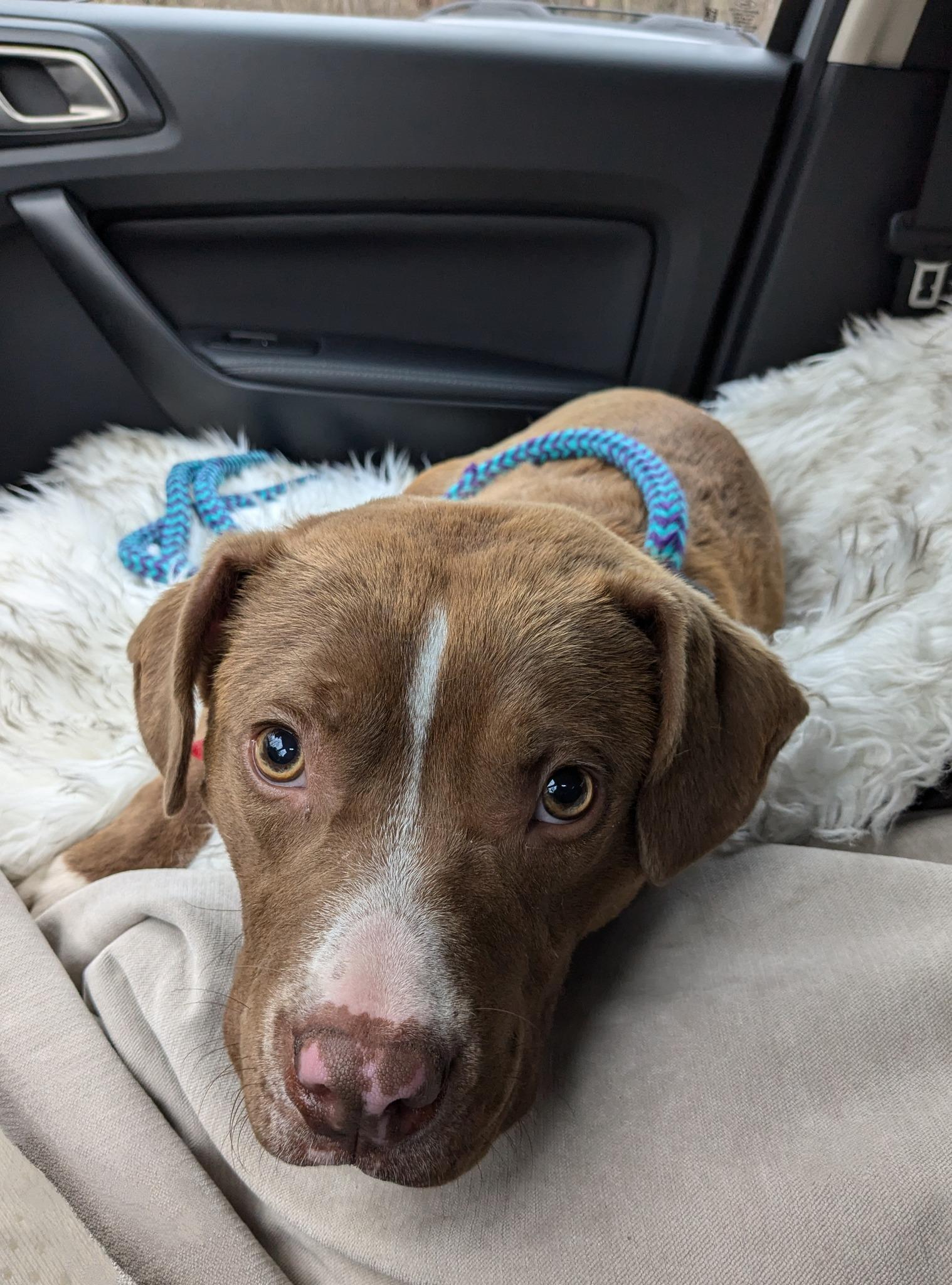 Enlarge Cinnibar, a Adoptable mixed breed in Oxford, MI image 6/6