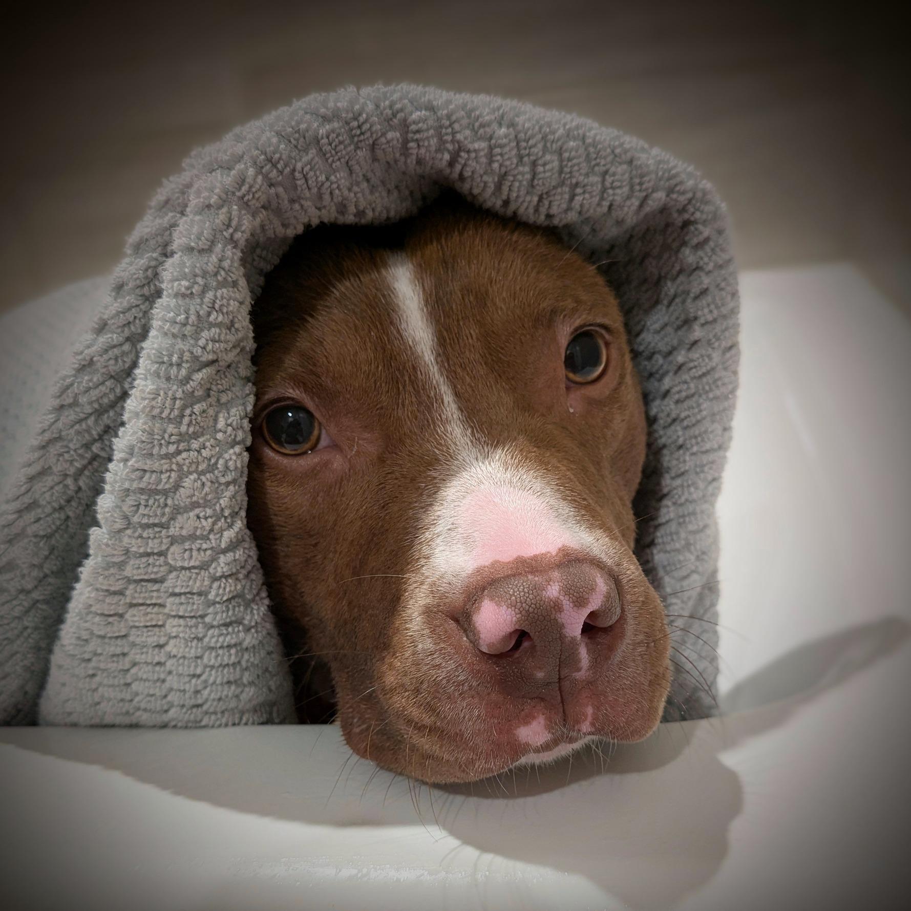 Enlarge Cinnibar, a Adoptable mixed breed in Oxford, MI image 2/6