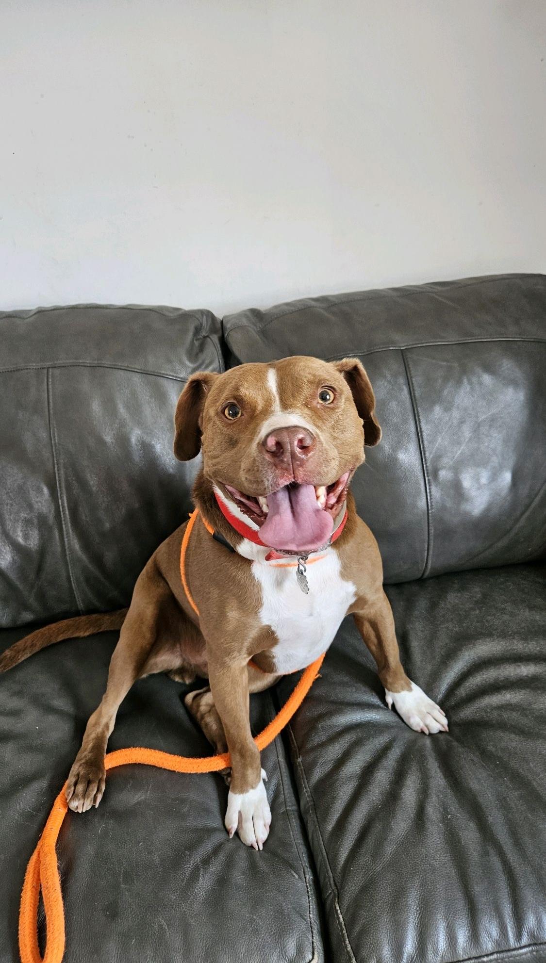 Enlarge Cinnibar, a Adoptable mixed breed in Oxford, MI image 3/6