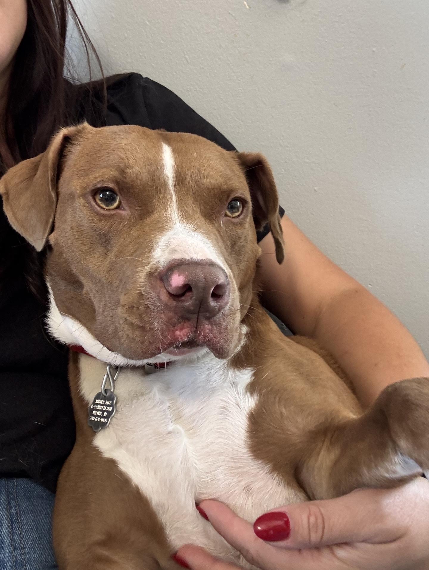 Enlarge Cinnibar, a Adoptable mixed breed in Oxford, MI image 1/6