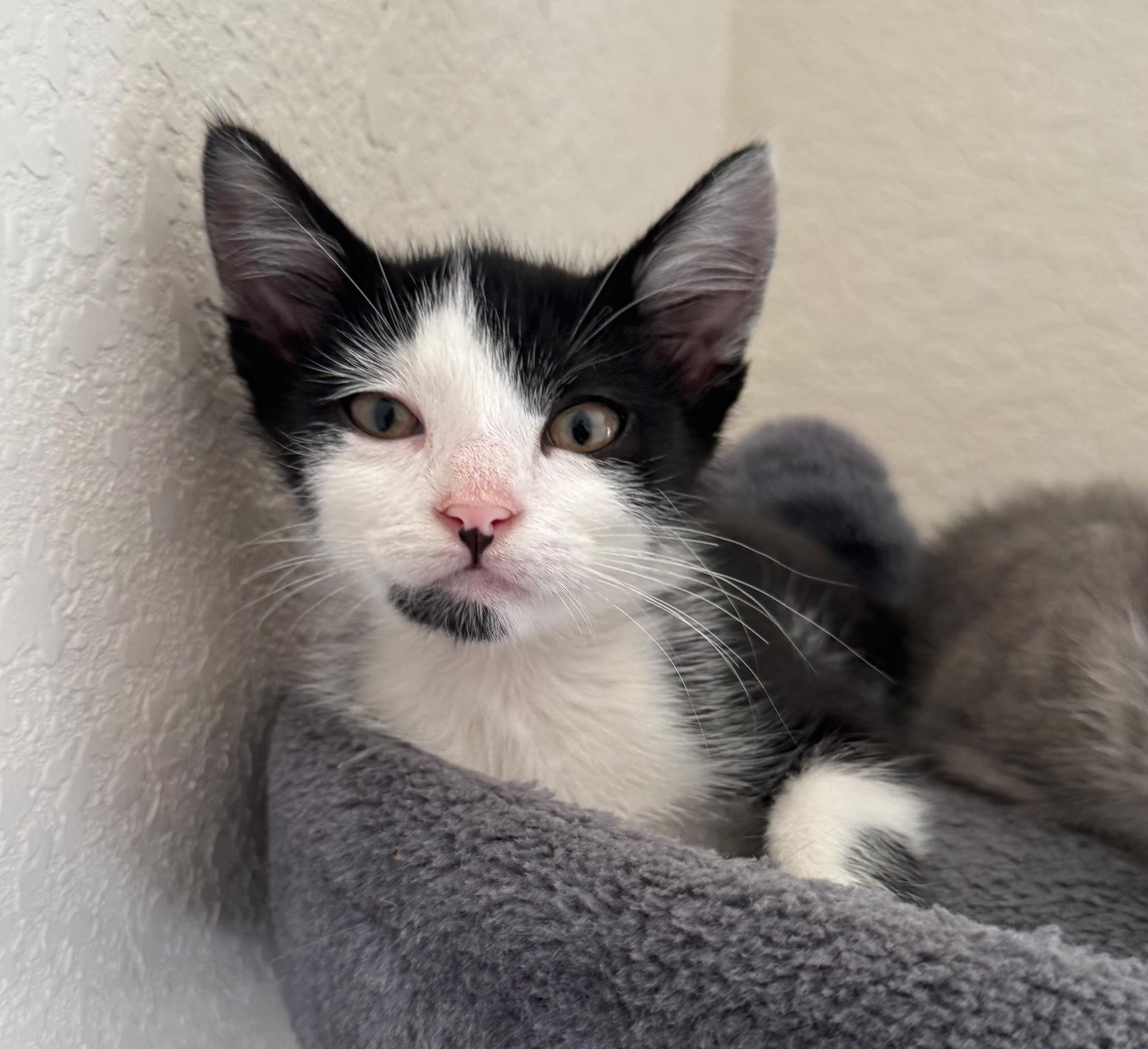 Banana #brother-of-Apple