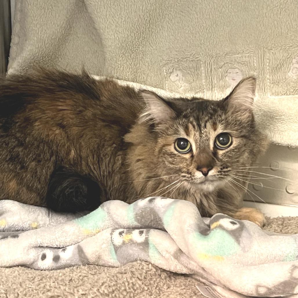 Chicharon (Cheech), Adoptable, Adult Female Domestic Long Hair.