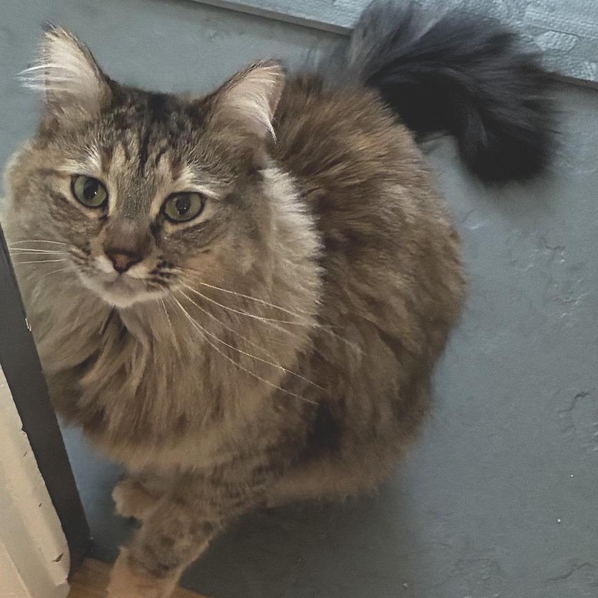 Enlarge Chicharon (Cheech), a Adoptable Domestic Long Hair in Port Townsend, WA image 2/3