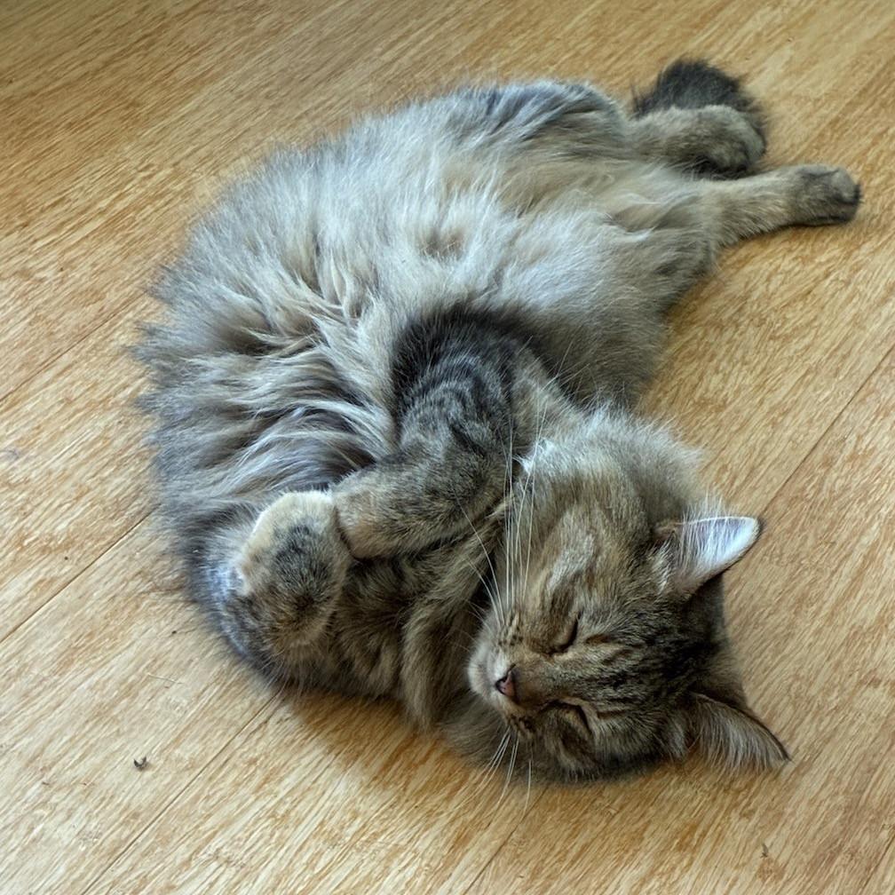 Enlarge Chicharon (Cheech), a Adoptable Domestic Long Hair in Port Townsend, WA image 3/3