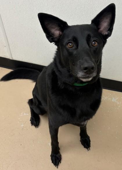 Luna, Adoptable, Adult Female German Shepherd Dog & Mixed Breed.