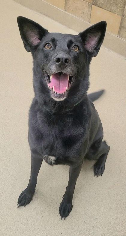 Enlarge Luna, a Adoptable mixed breed in Phoenix, AZ image 2/2