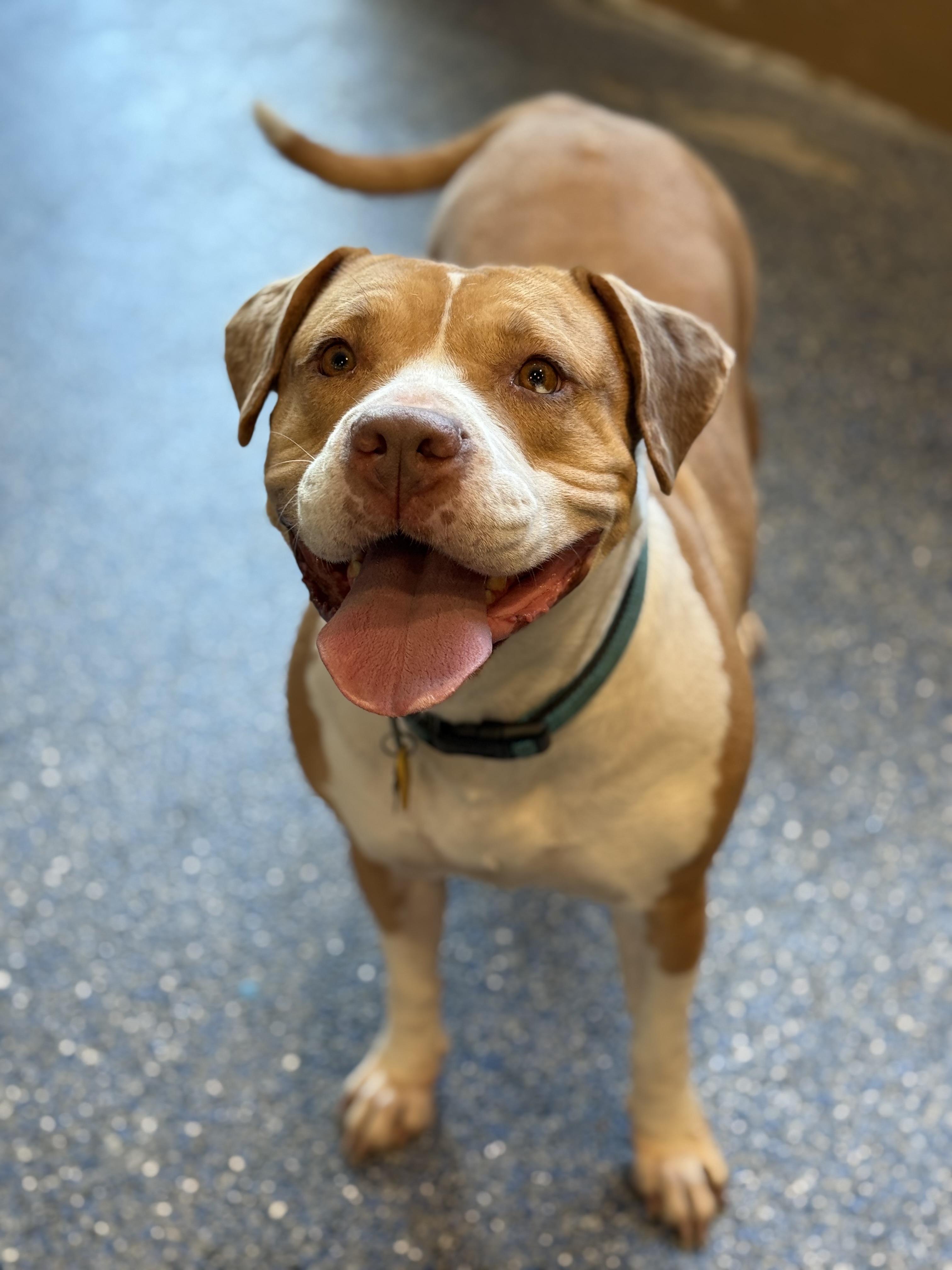 Enlarge Fauna, a ADOPTABLE mixed breed in Phoenix, AZ image 3/4