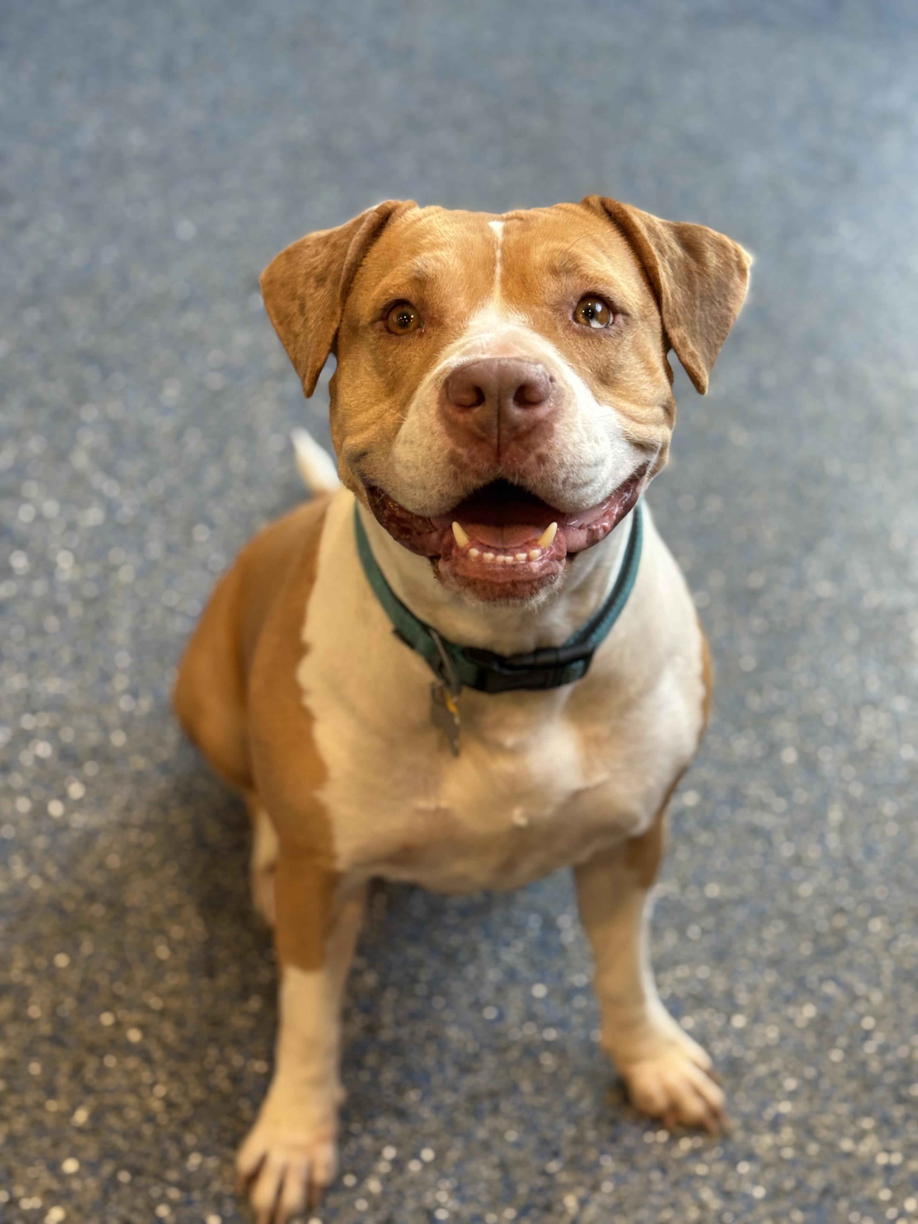 Enlarge Fauna, a ADOPTABLE mixed breed in Phoenix, AZ image 4/4