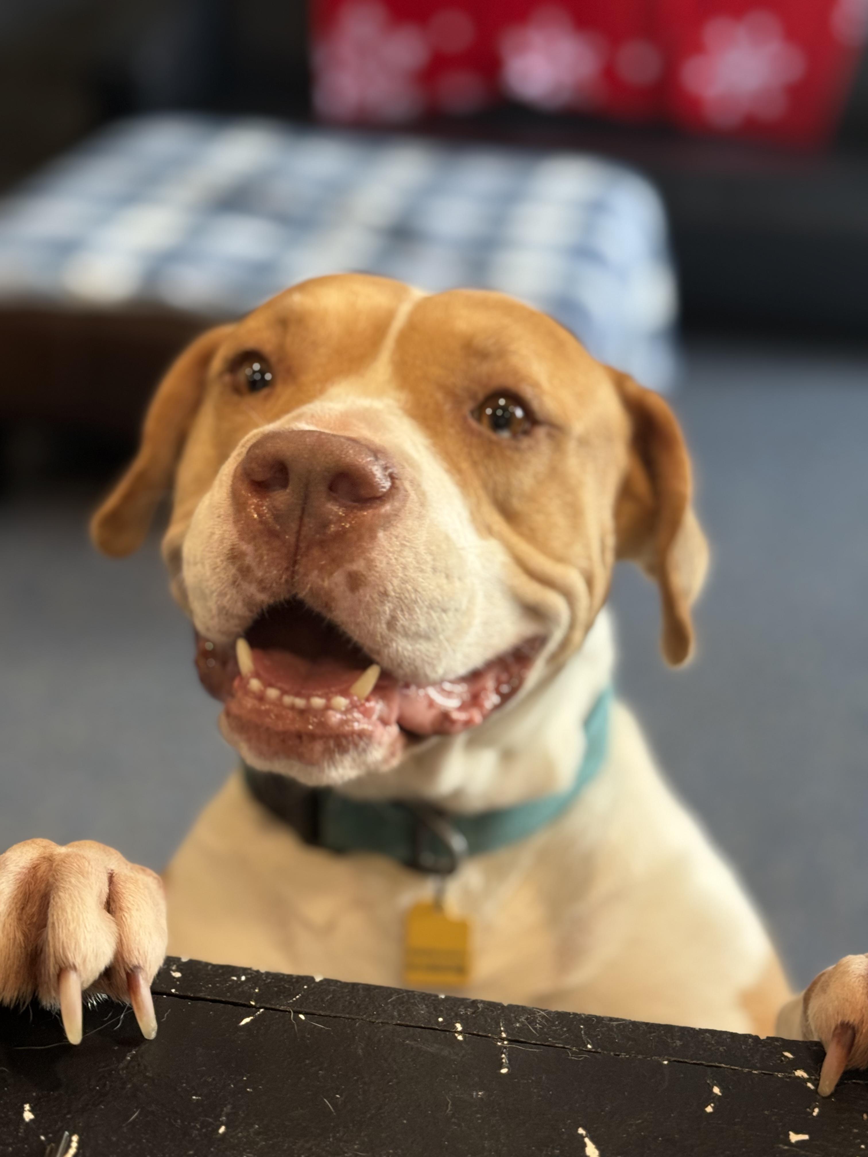 Enlarge Fauna, a ADOPTABLE mixed breed in Phoenix, AZ image 2/4