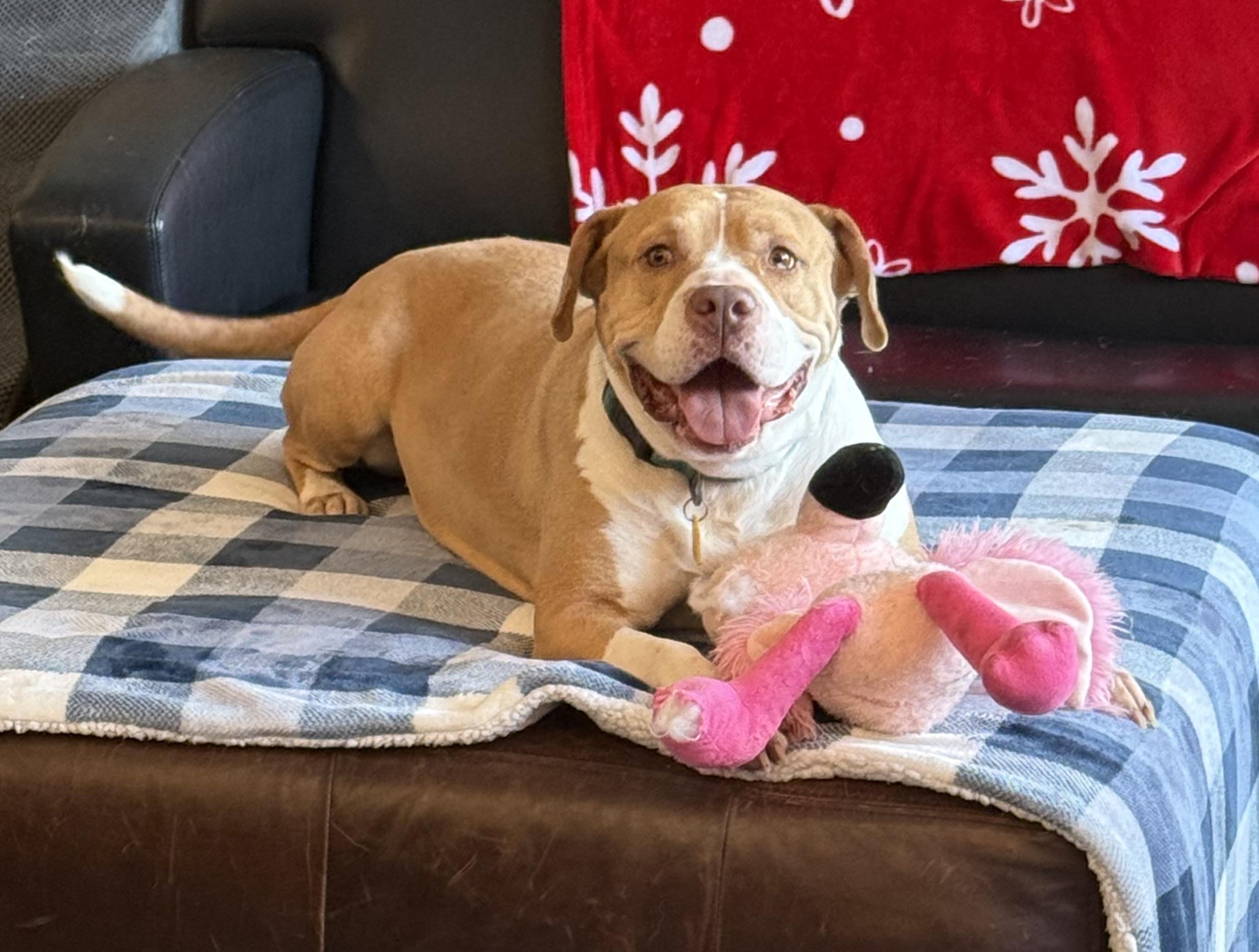 Enlarge Fauna, a ADOPTABLE mixed breed in Phoenix, AZ image 1/4