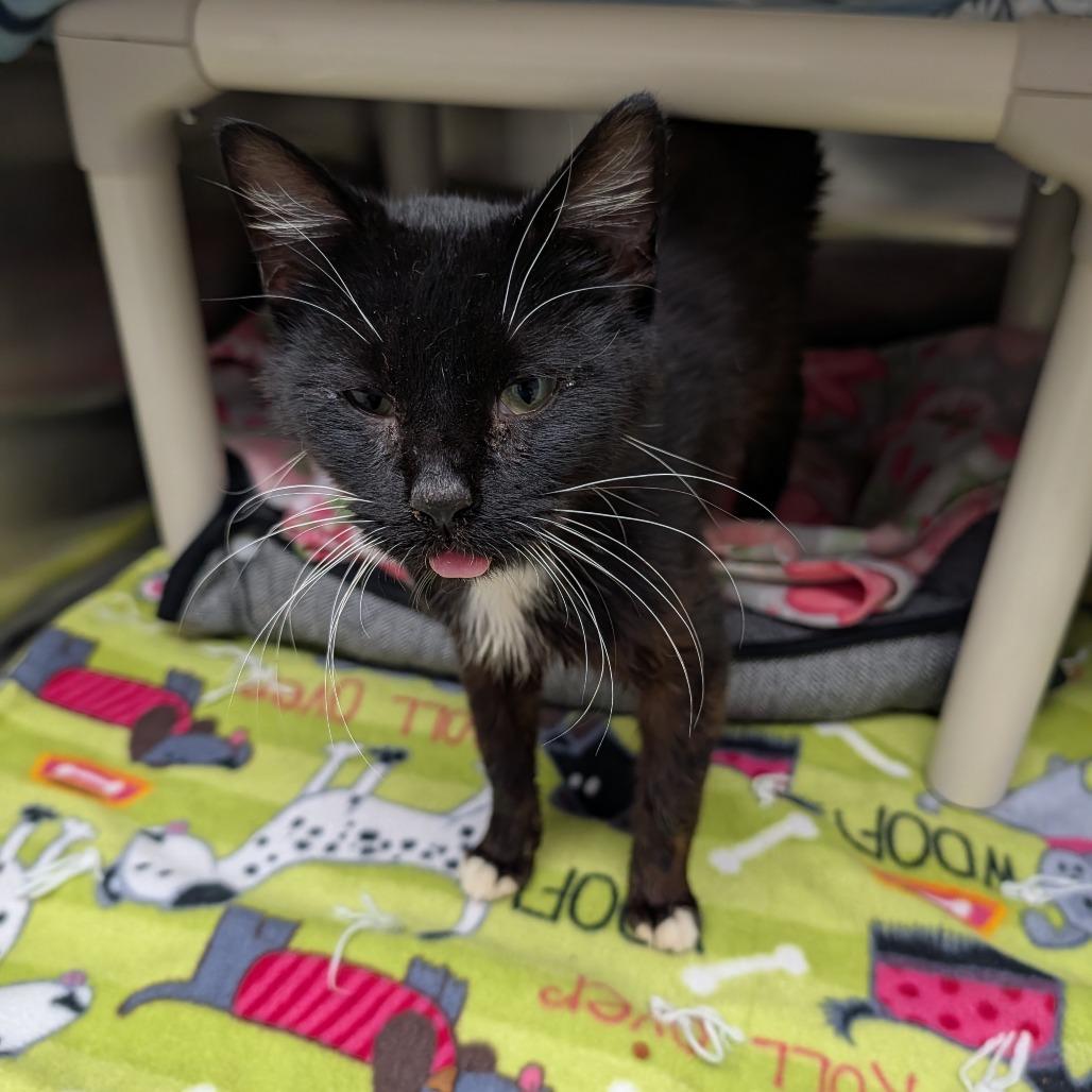 Enlarge Fenix, a Adoptable Domestic Short Hair in Detroit Lakes, MN image 1/4