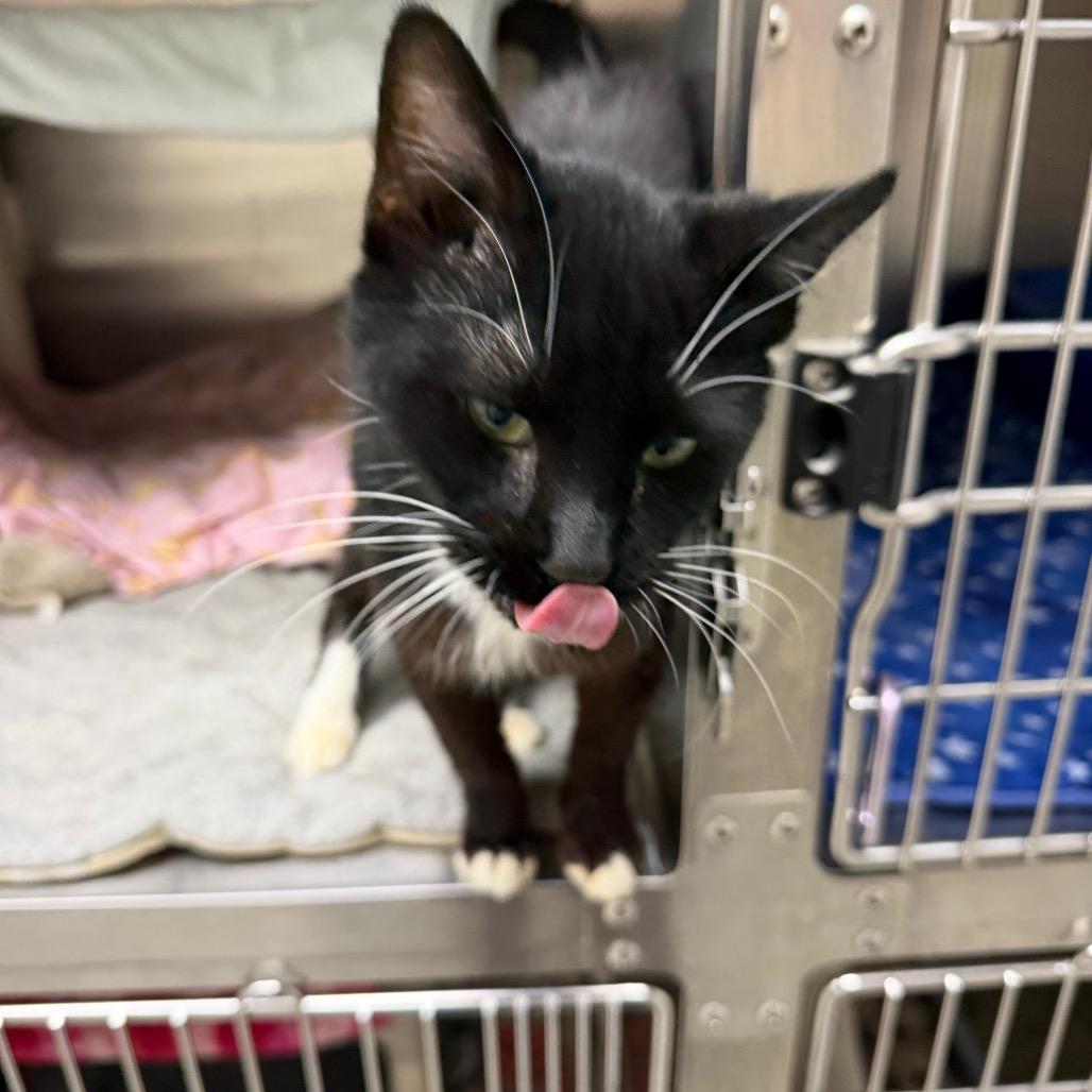 Enlarge Fenix, a Adoptable Domestic Short Hair in Detroit Lakes, MN image 2/4