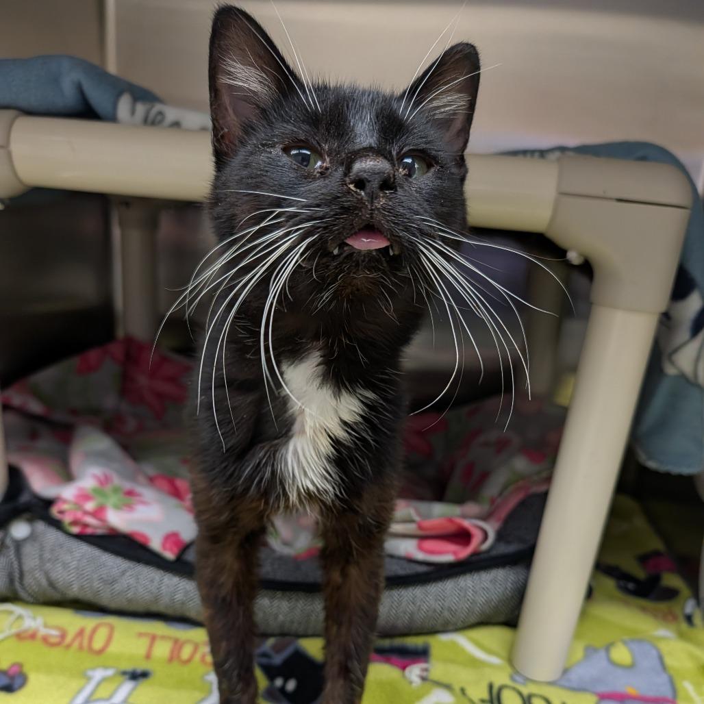 Enlarge Fenix, a Adoptable Domestic Short Hair in Detroit Lakes, MN image 3/4