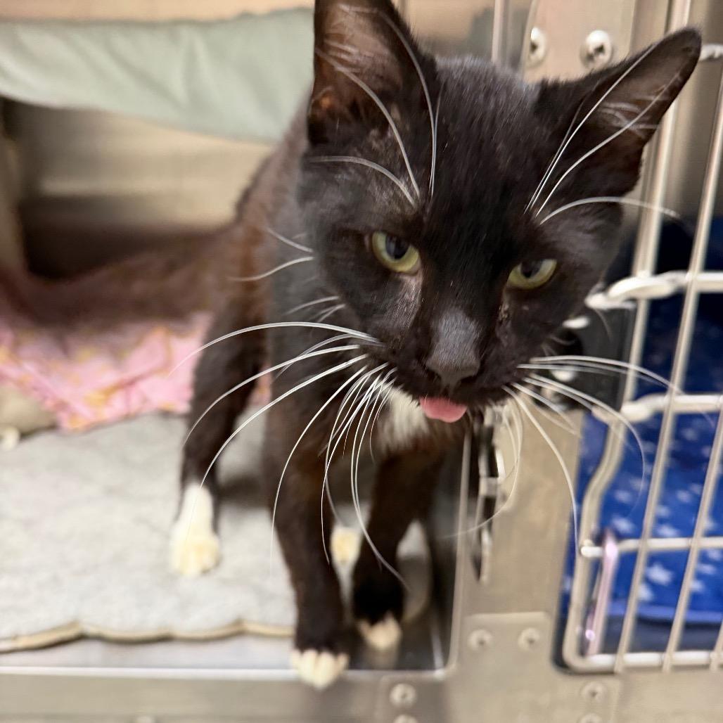 Enlarge Fenix, a Adoptable Domestic Short Hair in Detroit Lakes, MN image 4/4