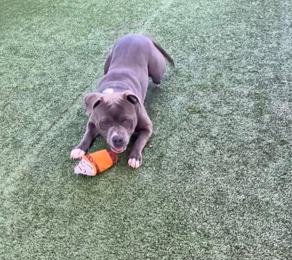 Enlarge Luke, a Adoptable Pit Bull Terrier in Seguin, TX image 1/2