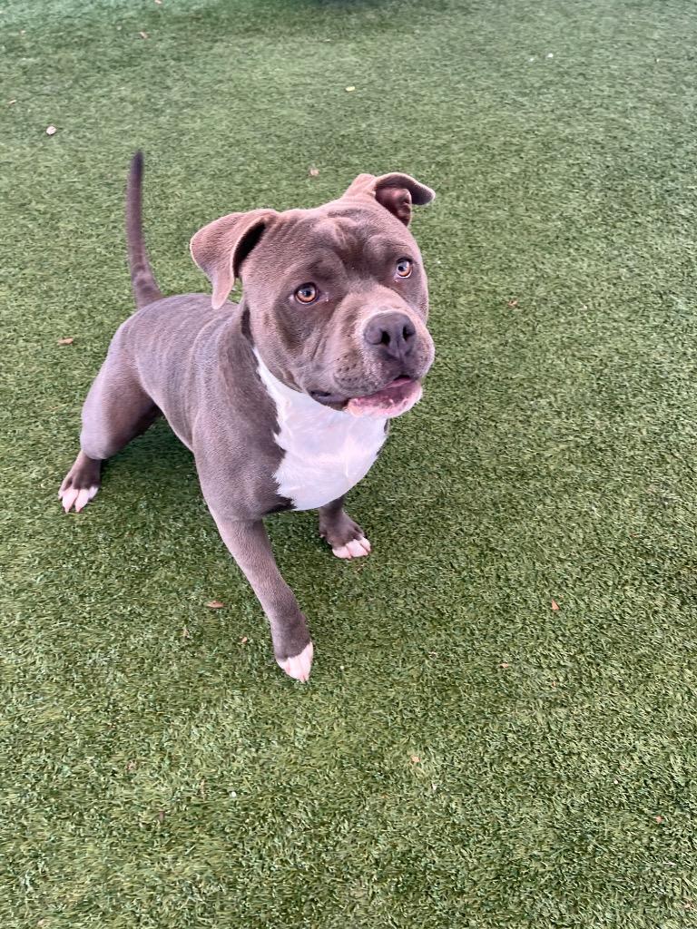 Enlarge Luke, a Adoptable Pit Bull Terrier in Seguin, TX image 2/2