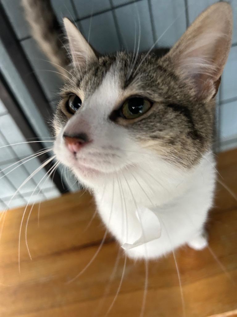 Thyme, Adoptable, Kitten Female Domestic Short Hair.