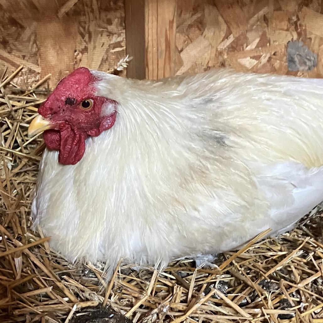 Beak Lively, Adoptable, Adult Male Chicken.