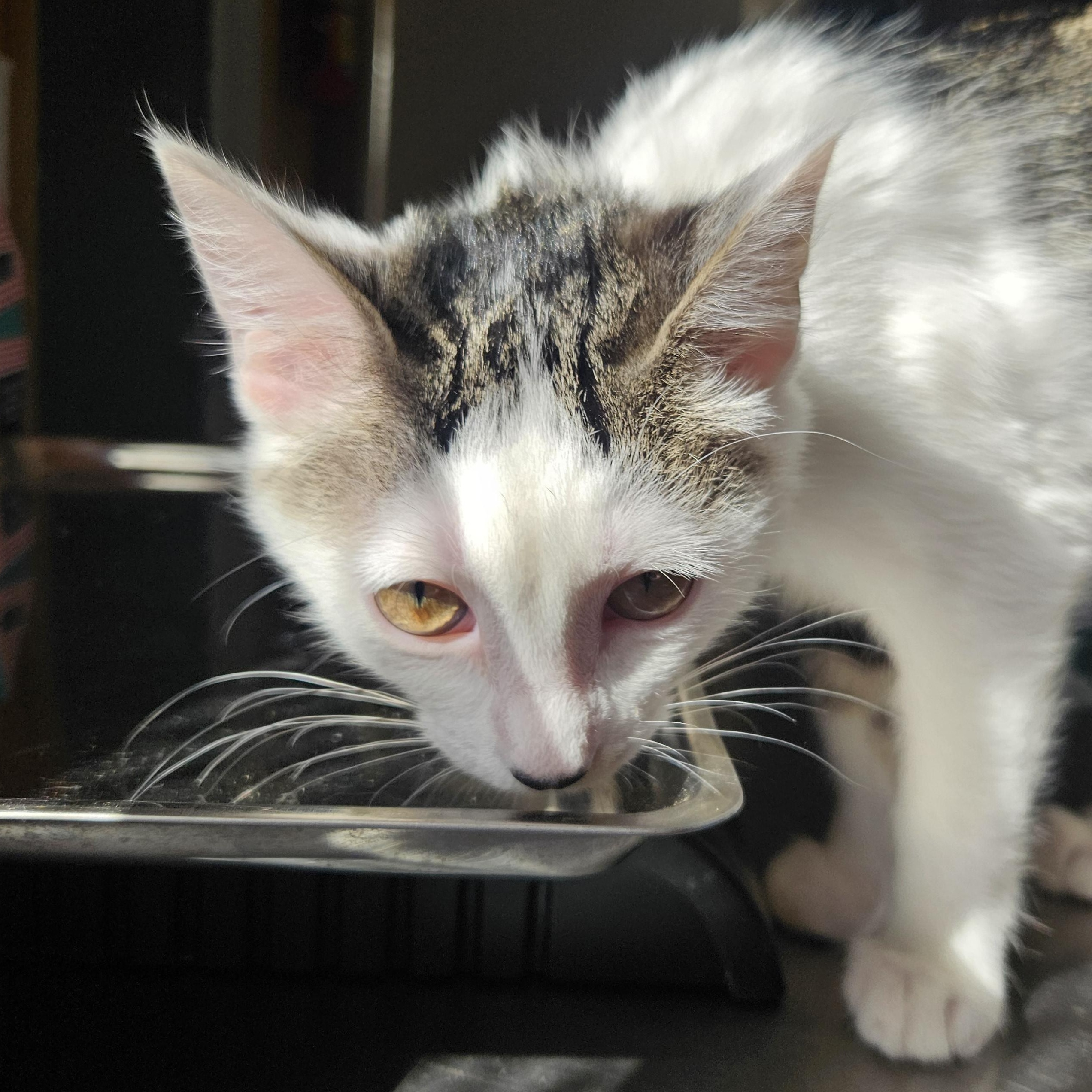 Coraline, Adoptable, Kitten Female Domestic Short Hair.