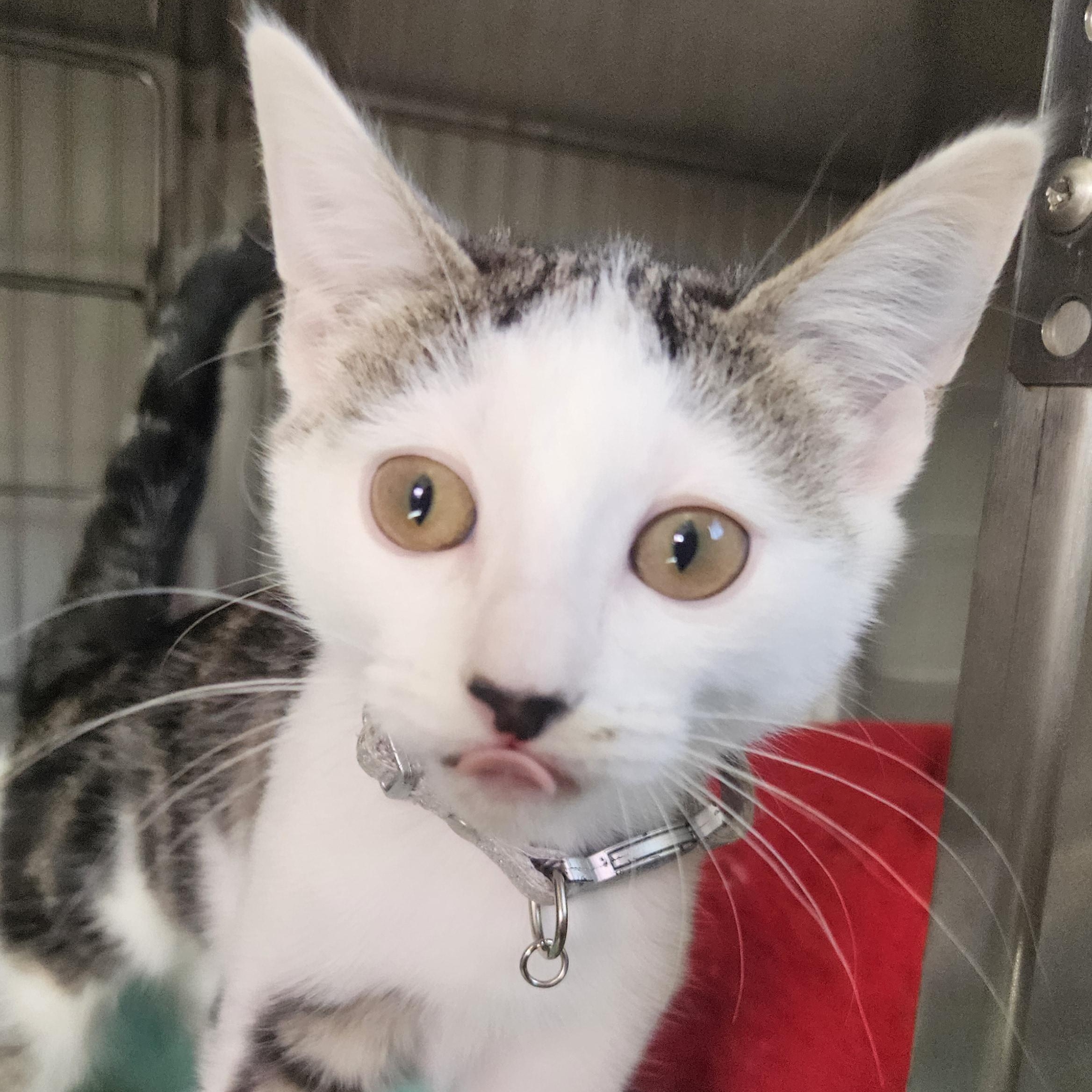 Enlarge Coraline, a Adoptable mixed breed in The Dalles, OR image 2/4