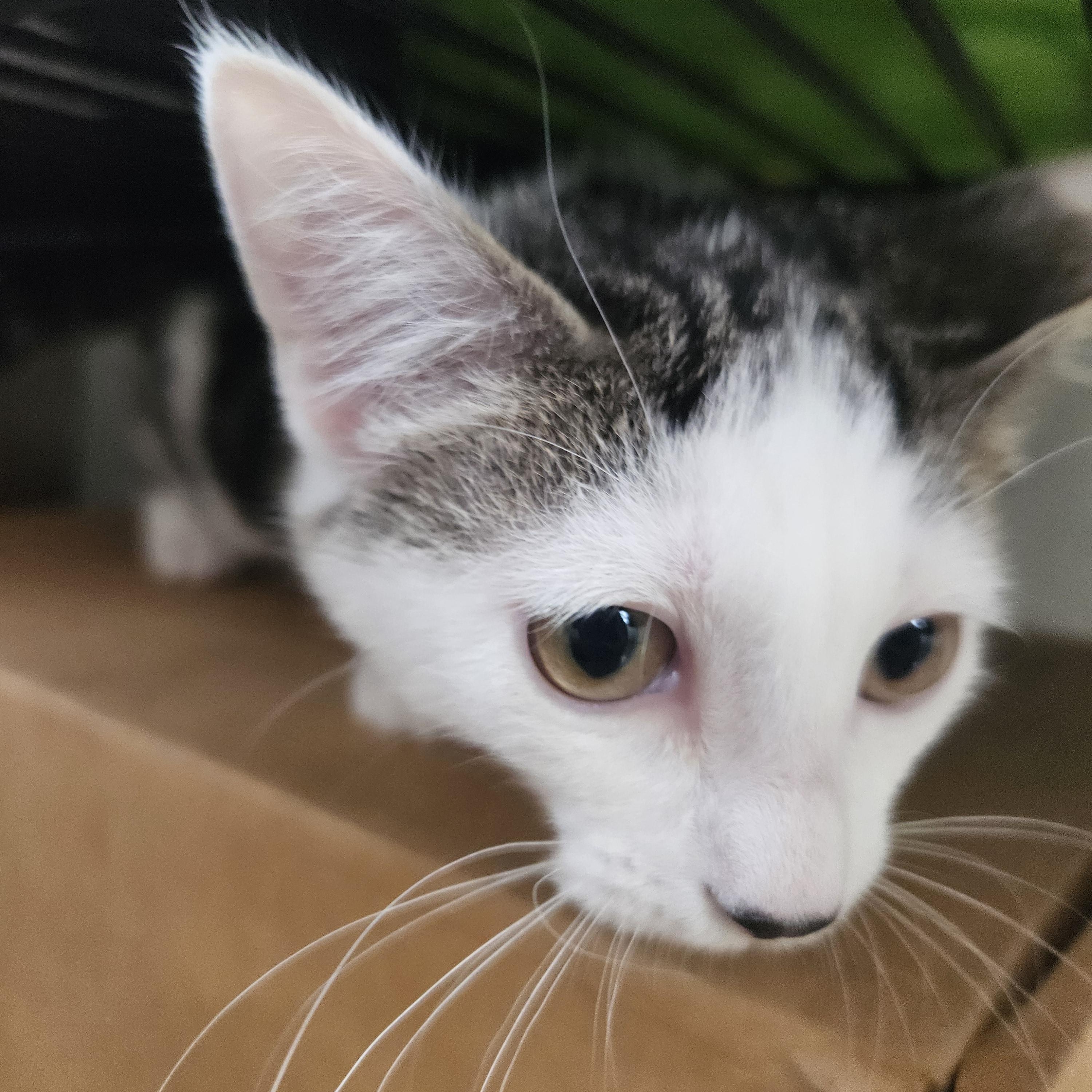 Enlarge Coraline, a Adoptable mixed breed in The Dalles, OR image 4/4