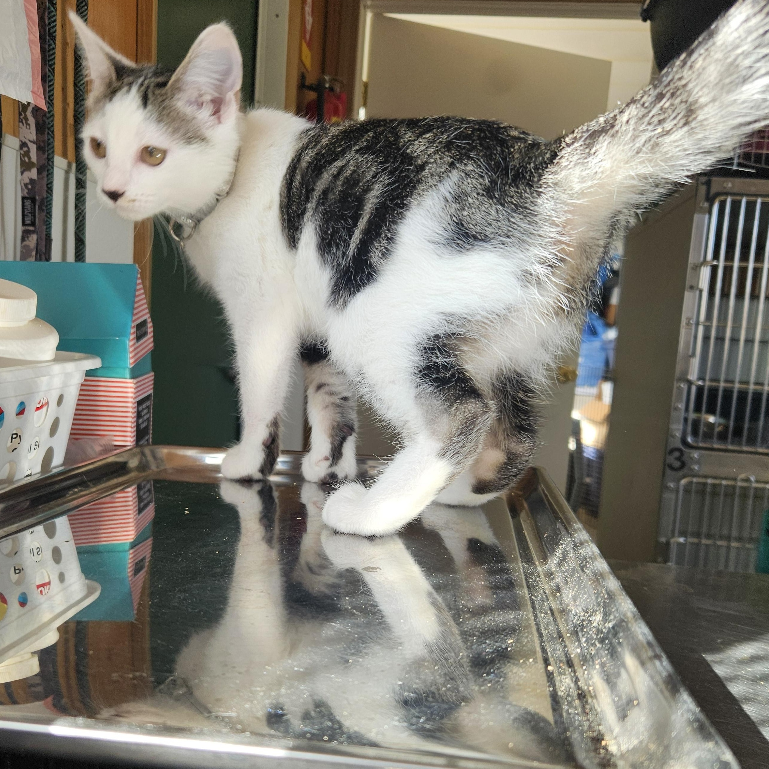 Enlarge Coraline, a Adoptable mixed breed in The Dalles, OR image 3/4